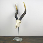 Resin Kudu Skull // Glass Base