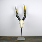 Resin Kudu Skull // Glass Base