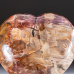 Genuine Polished Petrified Wood Heart // V5