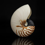 Genuine Nautilis Shell // 7"
