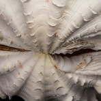 Genuine Fluted Clam Shell // 7-8"