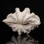 Genuine Fluted Clam Shell // 9"