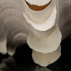 Genuine Fluted Clam Shell // 7-8"