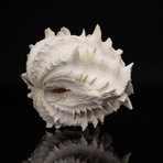 Genuine Fluted Clam Shell // 9"