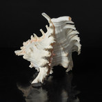 Genuine Pacific Ramose Conch Shell
