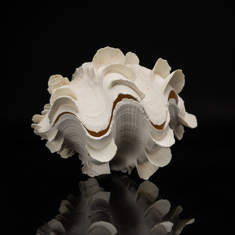 Genuine Fluted Clam Shell // 4-5"