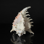 Genuine Pacific Ramose Conch Shell