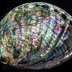 Genuine Abalone Shell