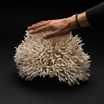 Genuine Birds Nest Coral // V3