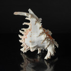 Genuine Pacific Ramose Conch Shell