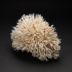 Genuine Birds Nest Coral // V3