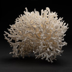 Genuine Birds Nest Coral // V1