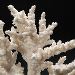 Genuine White Branch Coral // V1