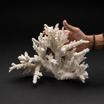 Genuine White Branch Coral // V1