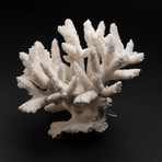 Genuine White Branch Coral // V3