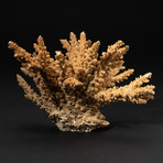 Genuine Brown Branch Coral // V1