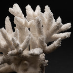 Genuine White Branch Coral // V3