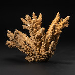 Genuine Brown Branch Coral // V1