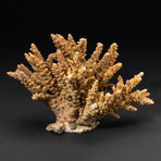 Genuine Brown Branch Coral // V2