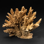 Genuine Brown Branch Coral // V2