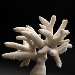 Genuine White Branch Coral // V2