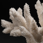 Genuine White Branch Coral // V3