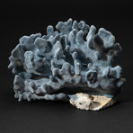 Genuine Blue Ridge Coral // V1