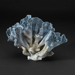 Genuine Blue Ridge Coral // V4
