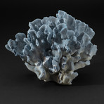 Genuine Blue Ridge Coral // V4