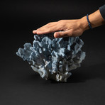 Genuine Blue Ridge Coral // V4