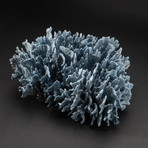 Genuine Blue Ridge Coral // V6