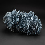 Genuine Blue Ridge Coral // V6