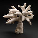 Genuine White Branch Coral // V2