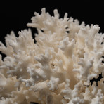 Genuine Lace Coral