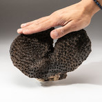Genuine Brown Cup Coral // V1
