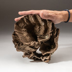Genuine Brown Cup Coral // V3