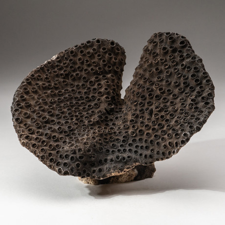 Genuine Brown Cup Coral // V1