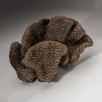 Genuine Brown Cup Coral // V6
