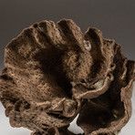 Genuine Brown Cup Coral // V3