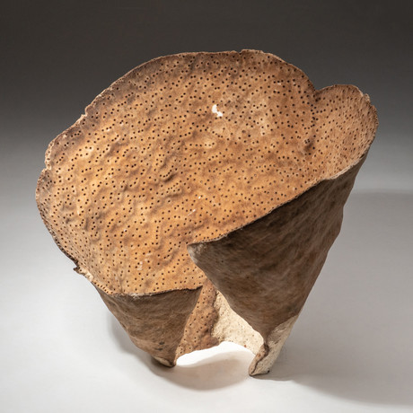 Genuine Brown Cup Coral // V5