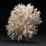 Genuine Lace Coral