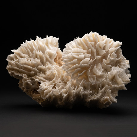 Genuine Lettuce Coral // V4