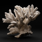 Genuine White Branch Coral // V3