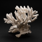 Genuine White Branch Coral // V3