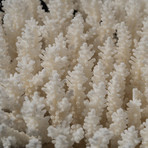 Genuine Table Coral // V1