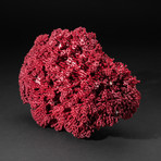 Genuine Red Pipe Organ Coral // V3