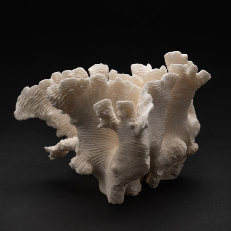 Genuine White Ridge Coral // V1