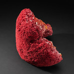 Genuine Red Pipe Organ Coral // V4