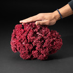 Genuine Red Pipe Organ Coral // V3