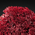 Genuine Red Pipe Organ Coral // V2